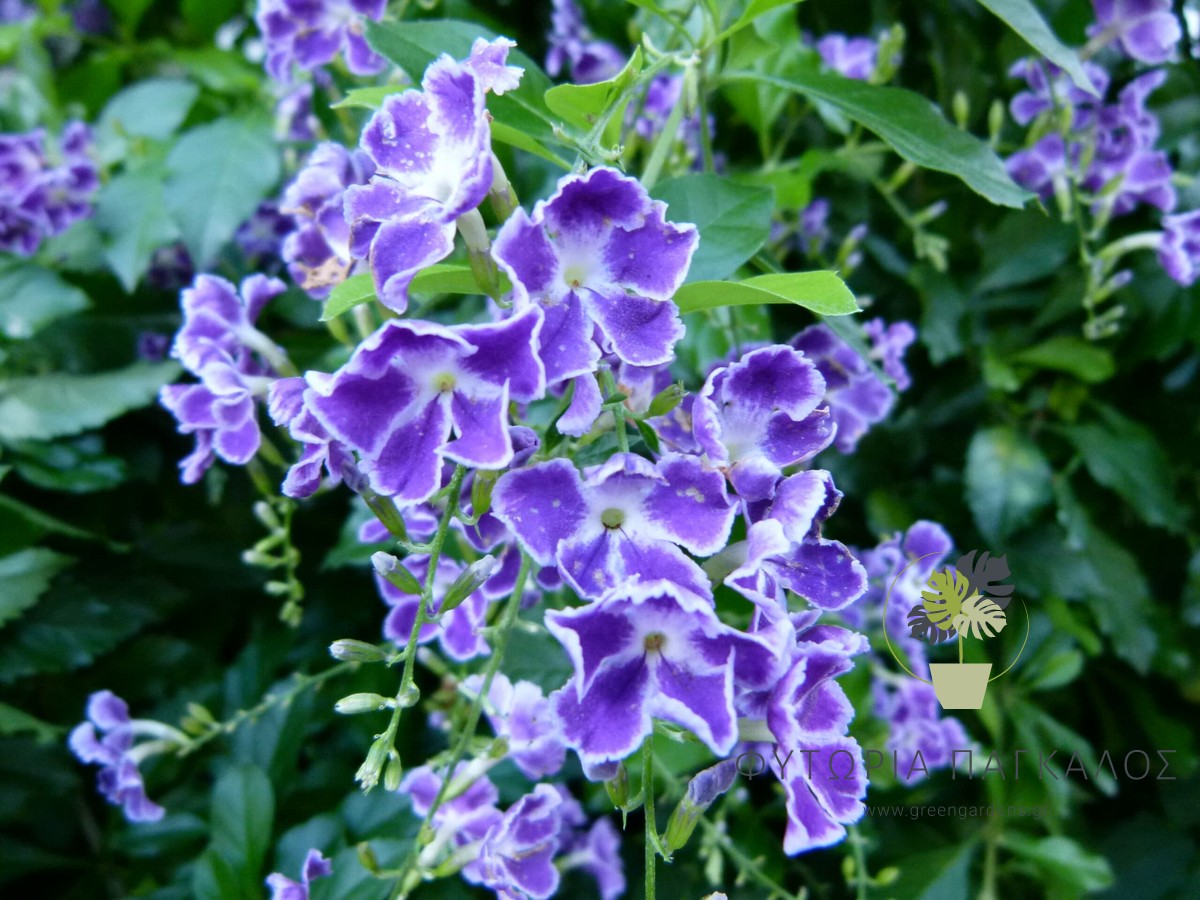 ΔΟΥΡΑΝΤΑ – Duranta plumeri - 5 lt
